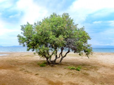 Mavi bir gökyüzü ve bulutlar altında sahilde yalnız ağaç