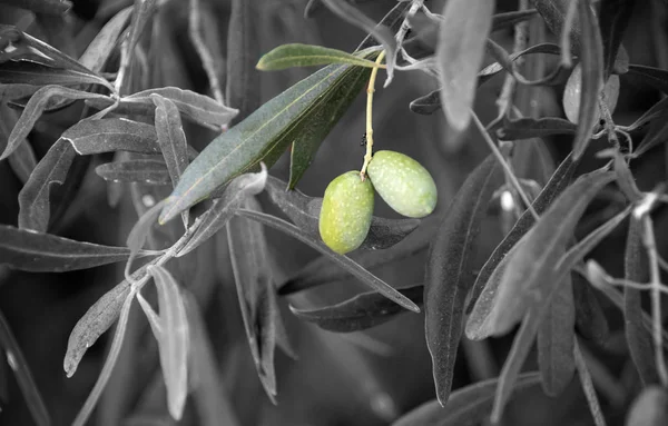 Selective focus and color on olives and leaves with vignette .