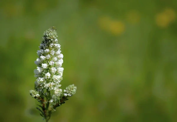 Sfondi Naturali Fioritura Pianta Selvatica Nella Foresta Sfondo Verde Sfocato — Foto Stock