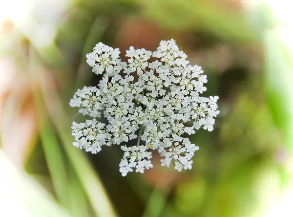 Primo Piano Pianta Fioritura Carota Selvatica — Foto Stock