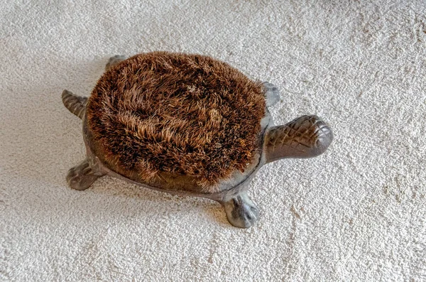 Turtle Brush Cleaning Shoes White Carpet — Stock Photo, Image