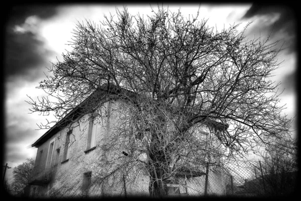 La ferme ressemble à manger un arbre . — Photo