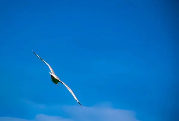 Gabbiano Sul Cielo Blu Intenso Sfondi Naturali — Foto Stock