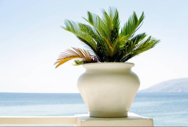 Balkonunda yosun bitkisi olan beyaz tencere. Ege Denizi, Yunanistan 'a bak