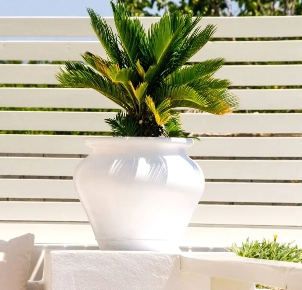 Weißer Topf Mit Algenpflanze Auf Balkon — Stockfoto