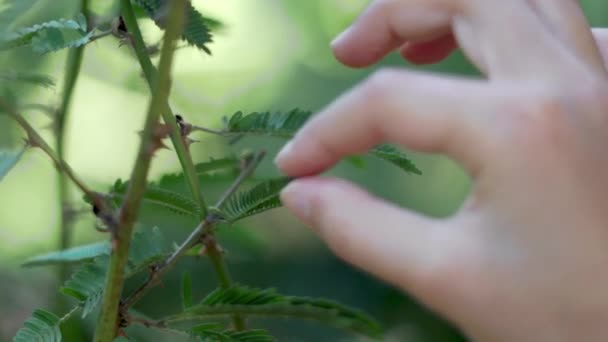 Мимоза складывает листья, когда к нему прикасается рука ребенка. Крупный план. Летнее время — стоковое видео