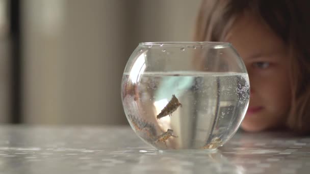물밑에 있는 뉴트는 둥근 물 속에서 헤엄치고 있다. 트리톤을 관찰하는 어린 소녀. — 비디오