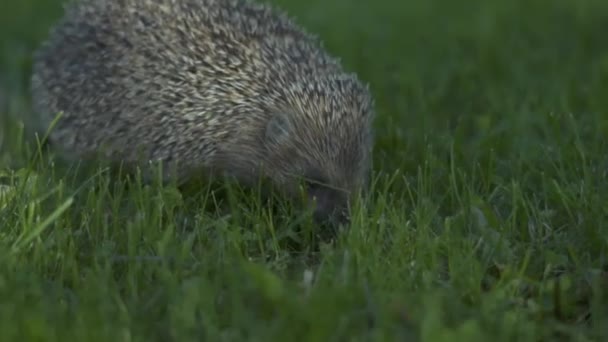 Malý ježek v zelené trávě. Zavřít pohled. Koncept přírody volně žijících živočichů — Stock video