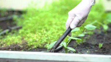 Çiftçi salatalık tohumlarını ayıklıyor. Bahçedeki fidelerle ilgilenin. Serada tarım yapılıyor..