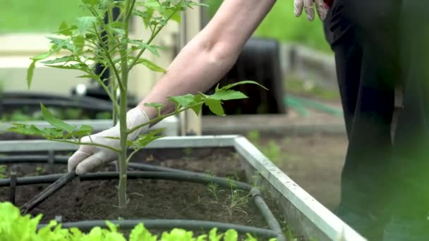 Der Bauer jätet die Sämlinge der Tomate. Pflege der Setzlinge im Garten. Landwirtschaft im Gewächshaus. — Stockvideo