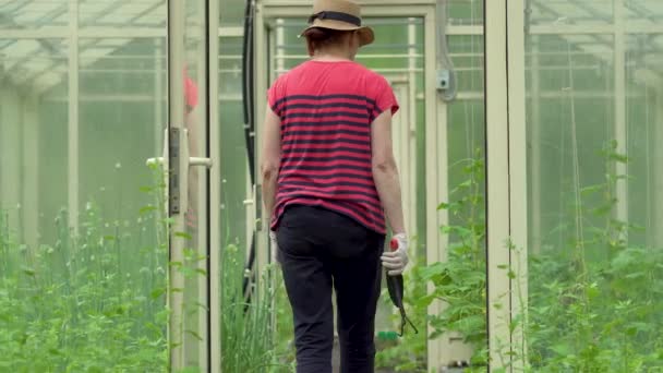 Ο αγρότης που περπατάει στο θερμοκήπιο. Φροντίδα των φυτών στον κήπο. — Αρχείο Βίντεο