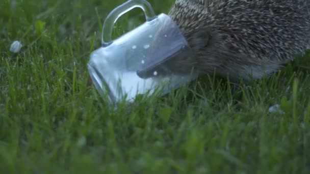 緑の草の中に小さなハリネズミ。ビューを閉じます。野生生物の概念 — ストック動画