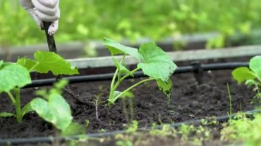 Çiftçi salatalık tohumlarını ayıklıyor. Bahçedeki fidelerle ilgilenin. Serada tarım yapılıyor..