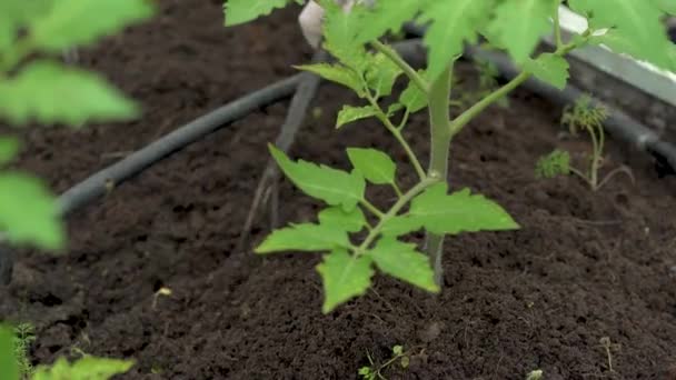 Farmář pletí sazenice rajčat. Péče o sazenice na zahradě. Zemědělství ve skleníku. — Stock video