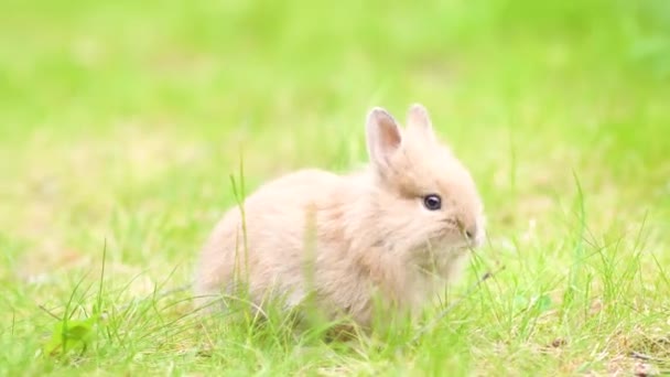 Kleines Kaninchen auf grünem Gras an Sommertagen. Kleiner Osterhase auf der Wiese. — Stockvideo