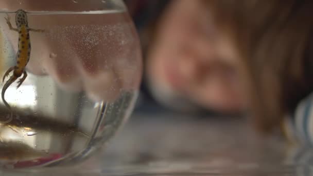 Newt bajo el agua nadan en agua redonda. Niño pequeño observar triton . — Vídeos de Stock