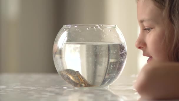 Newt onder water zwemmen in ronde aqua. Meisje observeer triton. — Stockvideo