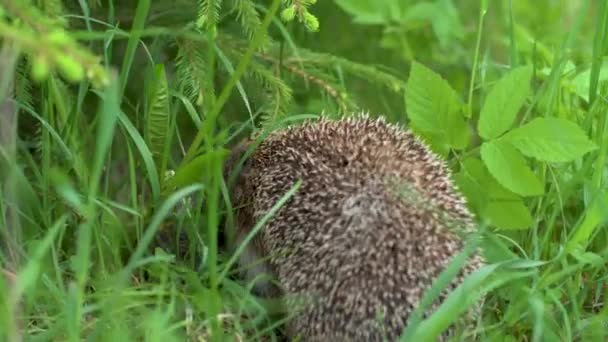 Familia de erizos bebé recién nacido con madre en hierba verde. Vista de cerca. Vida silvestre concepto de naturaleza — Vídeos de Stock