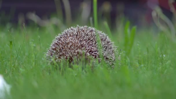 Kleine egel in groen gras. Van dichtbij gezien. Het concept van de wilde natuur — Stockvideo