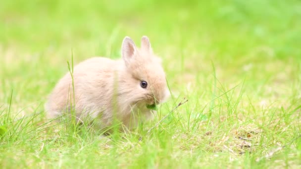 Kleines Kaninchen auf grünem Gras an Sommertagen. Kleiner Osterhase auf der Wiese. — Stockvideo