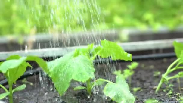 Фермер поливає розсаду огірків. Догляд за розсадою в саду. Сільське господарство в теплиці . — стокове відео