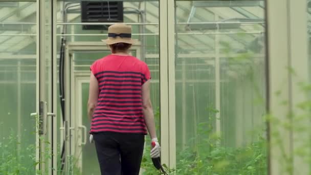 A farmer, aki az üvegházban sétál. A palánták gondozása a kertben. — Stock videók