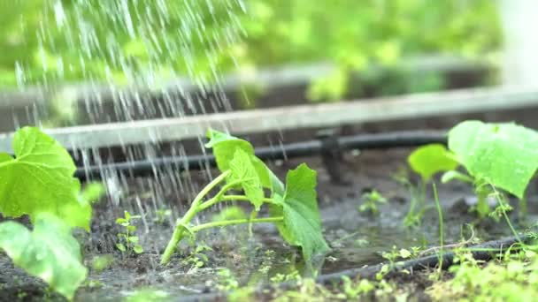 農家はキュウリの苗に水をやっています。庭の苗の世話。温室内の農業. — ストック動画
