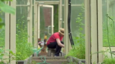 Çiftçi domates fidelerini ayıklıyor. Bahçedeki fidelerle ilgilenin. Serada tarım yapılıyor..