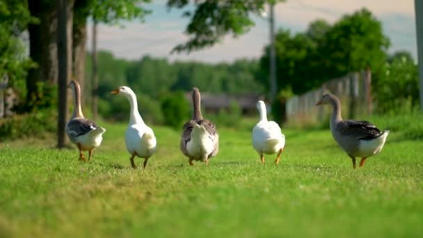 Schwarm weißer und brauner Gänse auf der Weide. Hausgänse auf dem Bauernhof. — Stockvideo