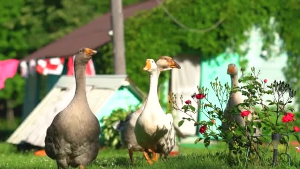 Flock of white and brown geese on the pasture. Domestic geese on the farm. — Stock Video