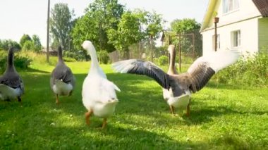 Otlaktaki beyaz ve kahverengi kaz sürüsü. Çiftlikteki evcil kazlar.