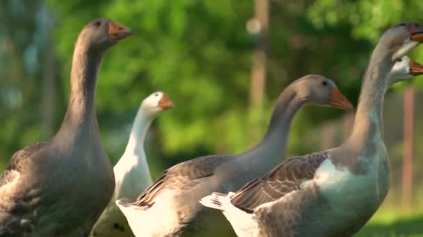 Schwarm weißer und brauner Gänse auf der Weide. Hausgänse auf dem Bauernhof. — Stockvideo