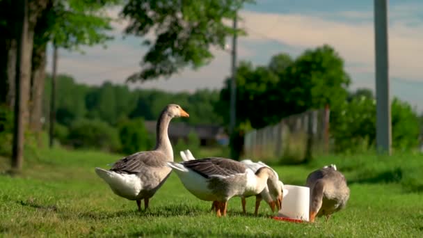 Schwarm weißer und brauner Gänse auf der Weide. Hausgänse auf dem Bauernhof. — Stockvideo