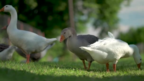 Blomma av vita och bruna gäss på betesmarken. Inhemska gäss på gården. — Stockvideo