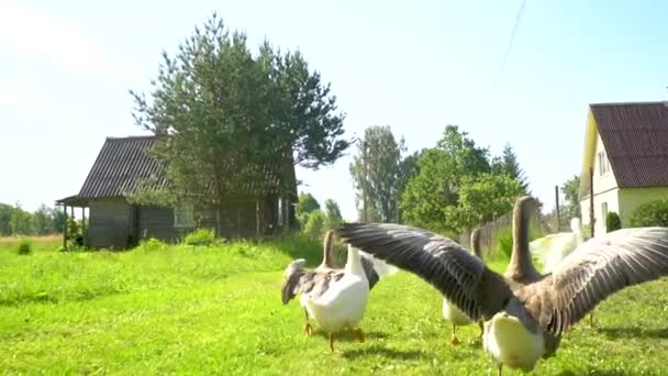 Schwarm weißer und brauner Gänse auf der Weide. Hausgänse auf dem Bauernhof. — Stockvideo