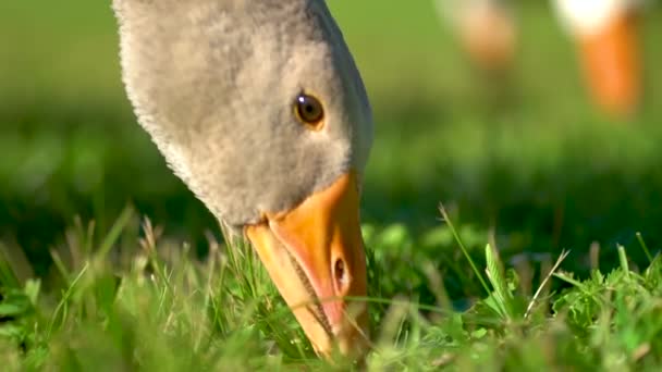 Blomma av vita och bruna gäss på betesmarken. Inhemska gäss på gården. — Stockvideo