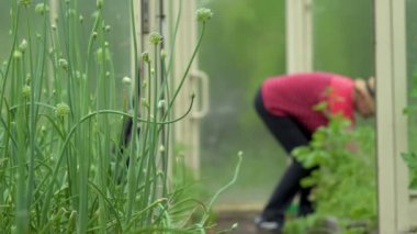 Çiftçi domates fidelerini ayıklıyor. Bahçedeki fidelerle ilgilenin. Serada tarım yapılıyor..