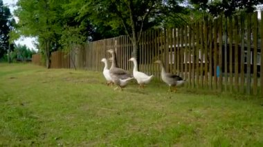 Otlaktaki beyaz ve kahverengi kaz sürüsü. Çiftlikteki evcil kazlar.