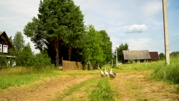 Rebanho de gansos brancos e marrons no pasto. Gansos domésticos na fazenda. — Vídeo de Stock
