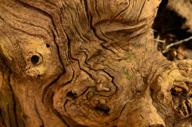 Çatlak, eski ahşap bir arka plan. Yıpranmış ahşap dokusundan kesilmiş bir ağaç.