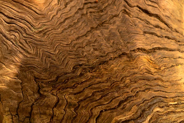 Antiguo fondo de madera con grietas. Rebanada de una textura de madera envejecida del árbol — Foto de Stock