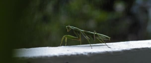 Close Praying Mantis Rain Green Forest Bokeh Background Macro Slow — Stock Video
