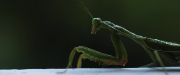 Primo Piano Della Mantide Religiosa Uno Sfondo Verde Bokeh Foresta — Video Stock