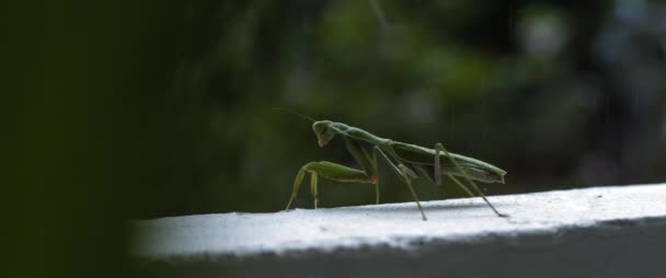 Närbild Den Bedjande Mantis Regnet Grön Skog Bokeh Bakgrund Makro — Stockvideo