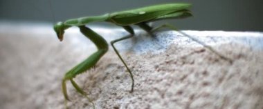 Beton bir duvarda oturan peygamberdevesinin yakın çekimi. Macro, ağır çekim, alan derinliği. BMPCC 4K