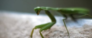 Beton bir duvarda oturan peygamberdevesinin başını çevirerek yaklaş. Macro, ağır çekim, alan derinliği. BMPCC 4K