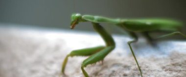 Beton bir duvarda oturan peygamberdevesinin başını çevirerek yaklaş. Macro, ağır çekim, alan derinliği. BMPCC 4K