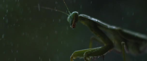 Großaufnahme Der Gottesanbeterin Unter Dem Regen Auf Einem Grünen Waldboden — Stockvideo