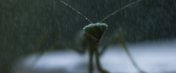 Macro Prise Vue Mante Priante Humide Déplaçant Sautant Sur Caméra — Video