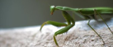 Beton bir duvarda hareket eden peygamber devesini kapatın. Macro, ağır çekim, alan derinliği. BMPCC 4K